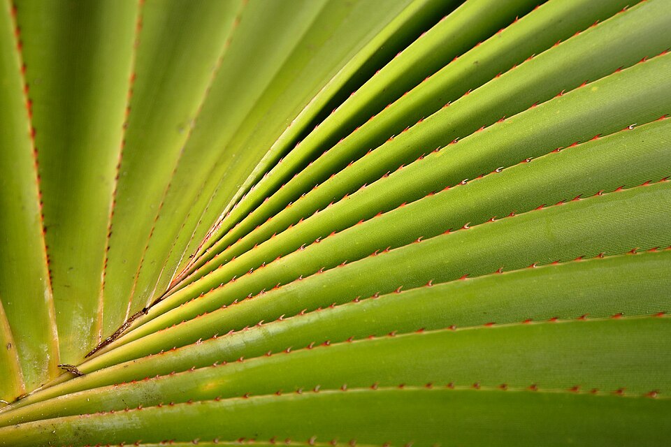 Common Screwpine photo 7