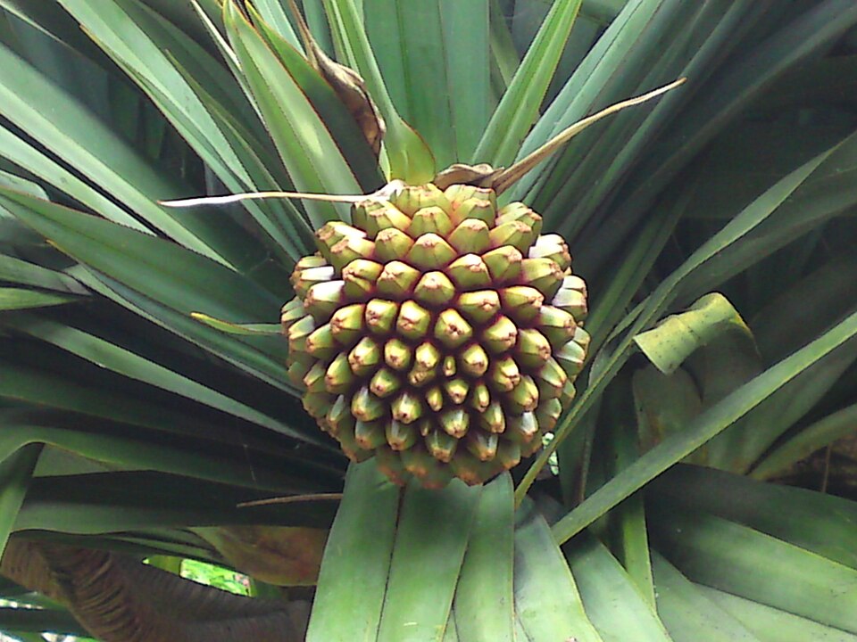 Common Screwpine