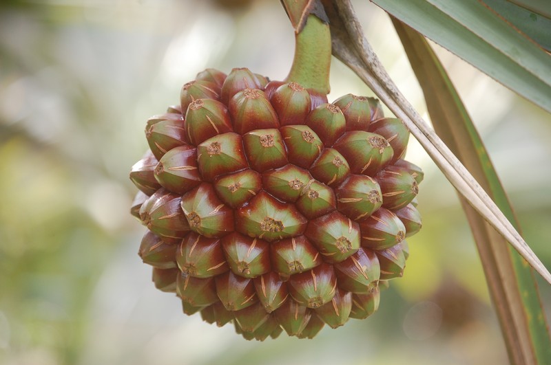 Veitch's Screwpine