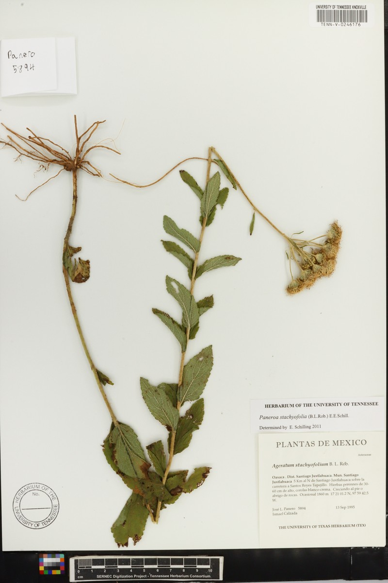 Paneroa stachyofolia