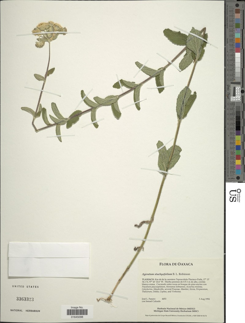 Paneroa stachyofolia photo 2