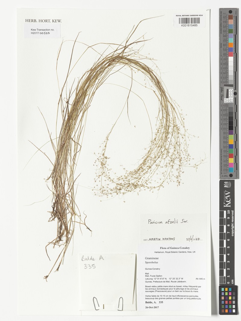 Panicum afzelii photo 2