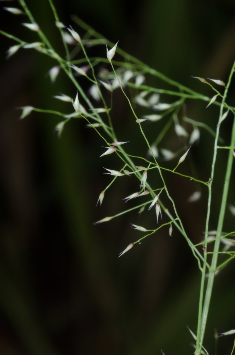 Panicum afzelii photo 3