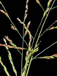 Winged Panicgrass