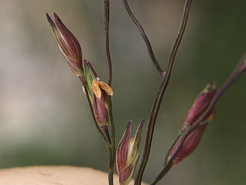 Winged Panicgrass photo 3