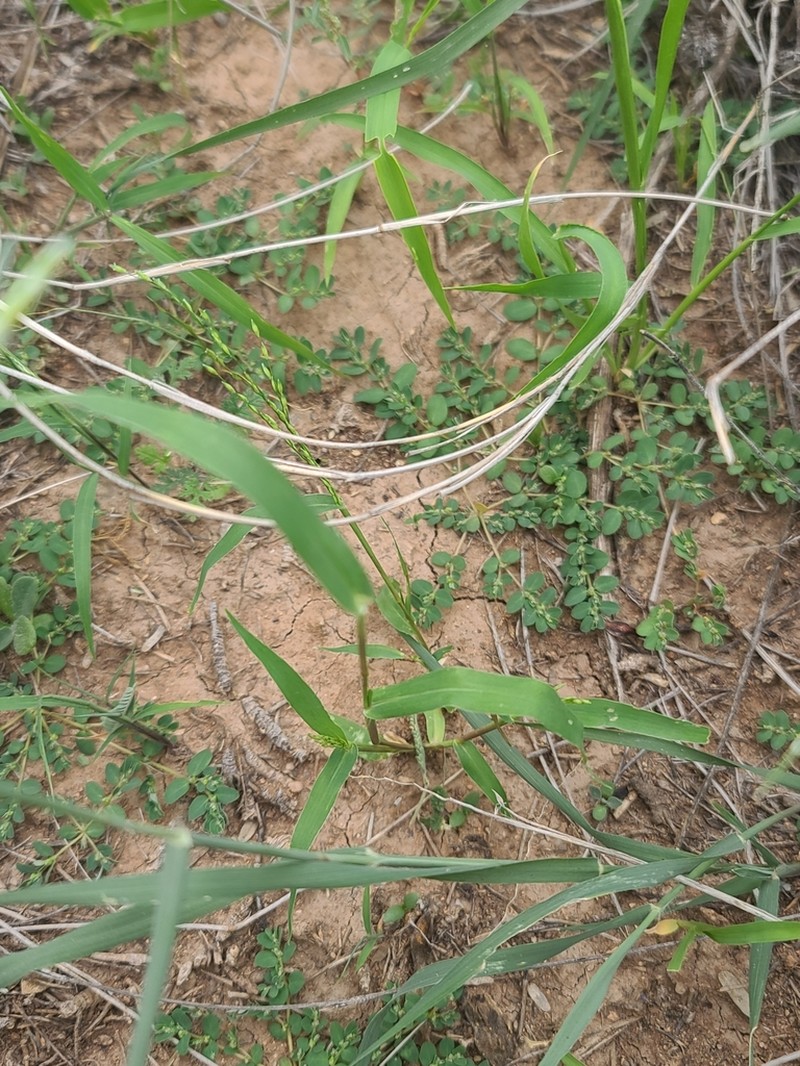 Winged Panicgrass photo 4