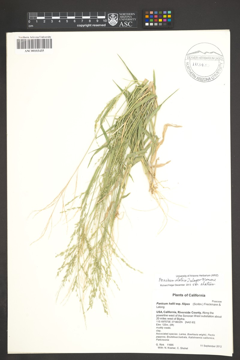 Panicum alatum var. alatum photo 4
