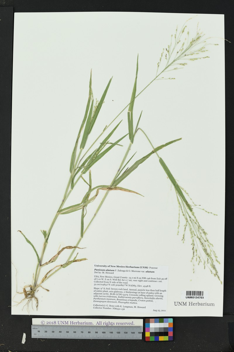 Panicum alatum var. alatum photo 5