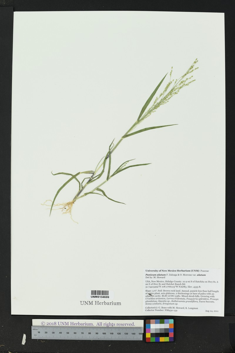 Panicum alatum var. alatum photo 6