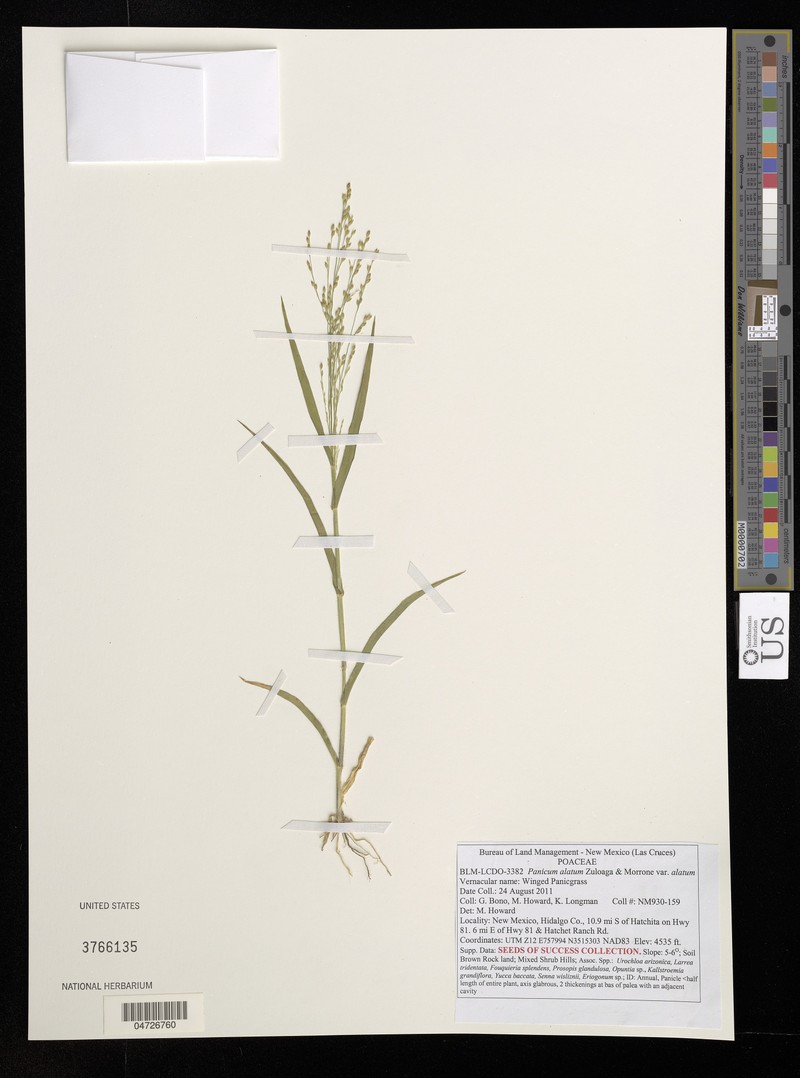 Panicum alatum var. alatum