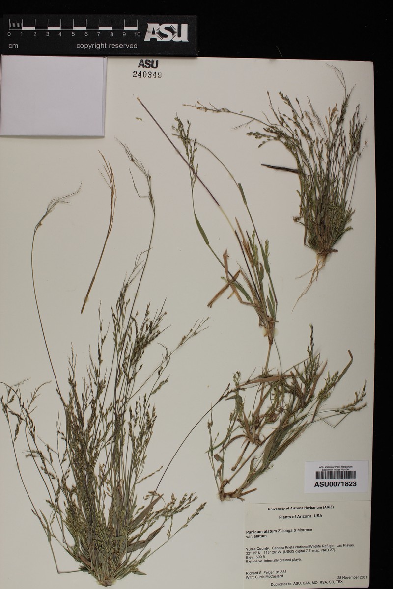 Panicum alatum var. alatum photo 2