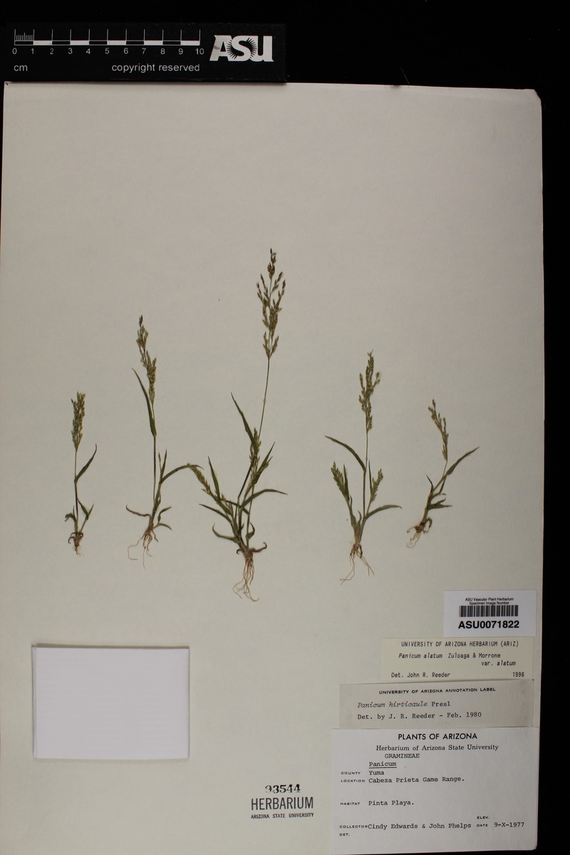 Panicum alatum var. alatum photo 3