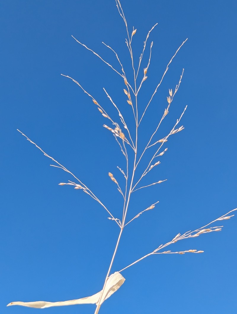 Panicum alatum var. minus