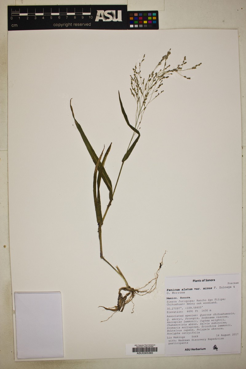 Panicum alatum var. minus photo 2