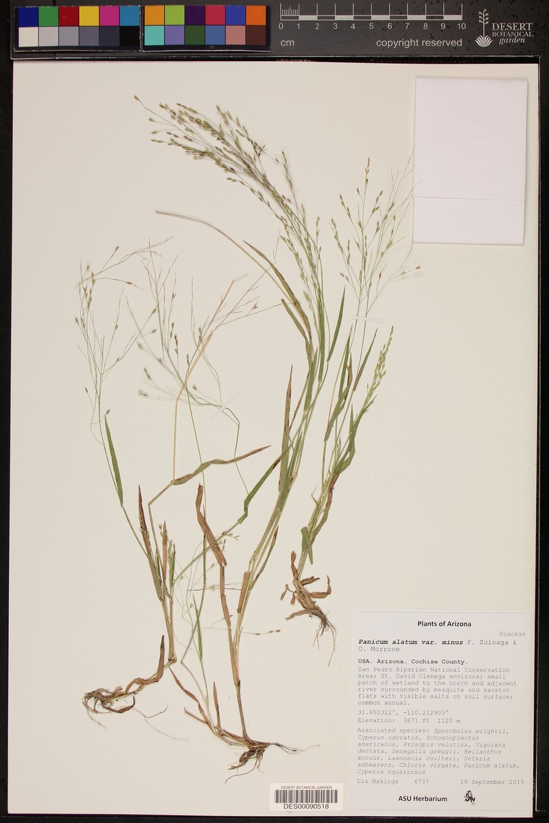 Panicum alatum var. minus photo 3