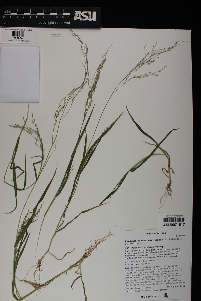 Panicum alatum var. minus photo 4