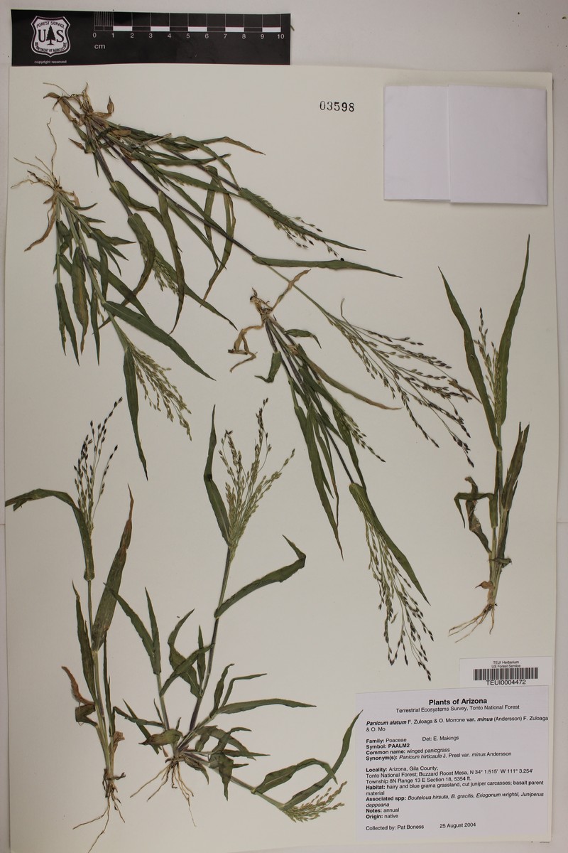 Panicum alatum var. minus photo 5
