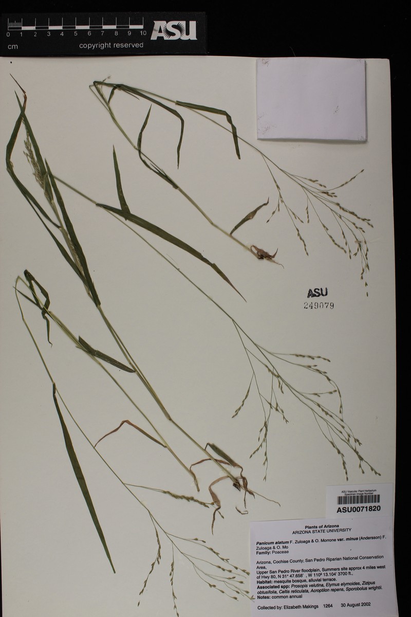 Panicum alatum var. minus photo 6