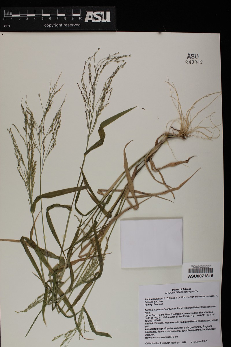 Panicum alatum var. minus photo 7