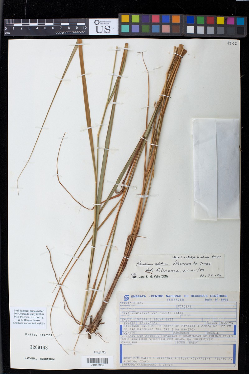 Panicum altum