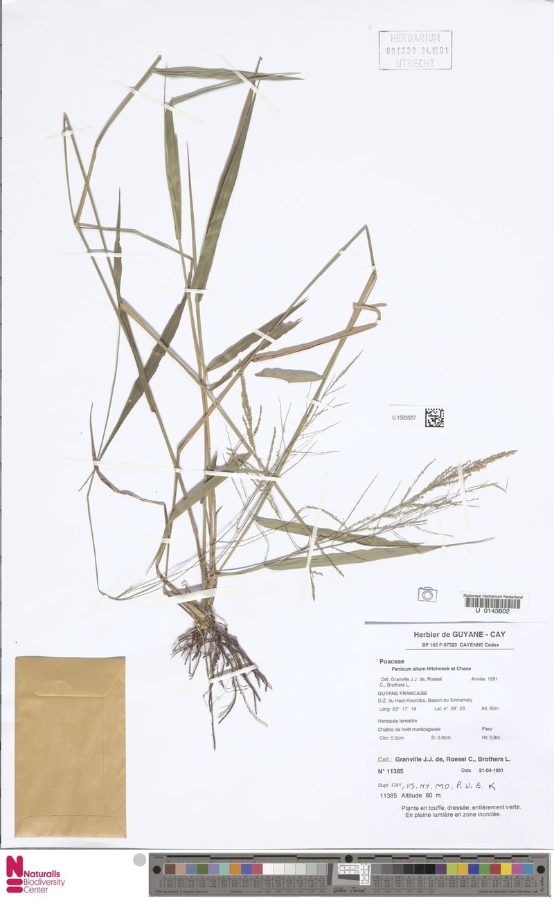 Panicum altum photo 2