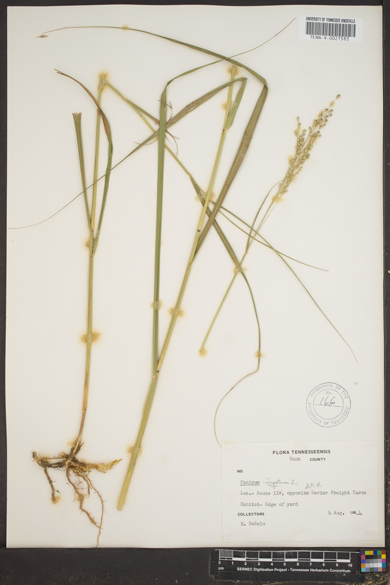 Panicum altum photo 3
