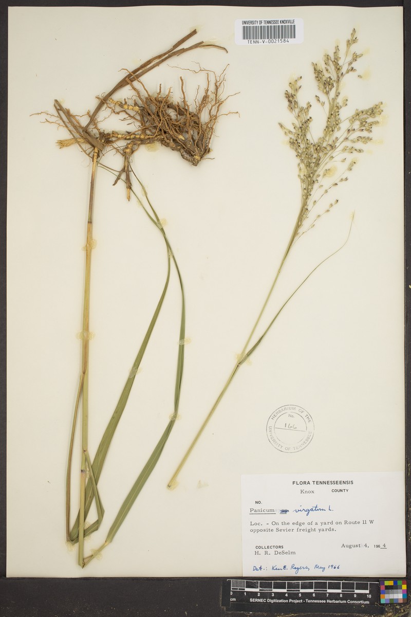 Panicum altum photo 4