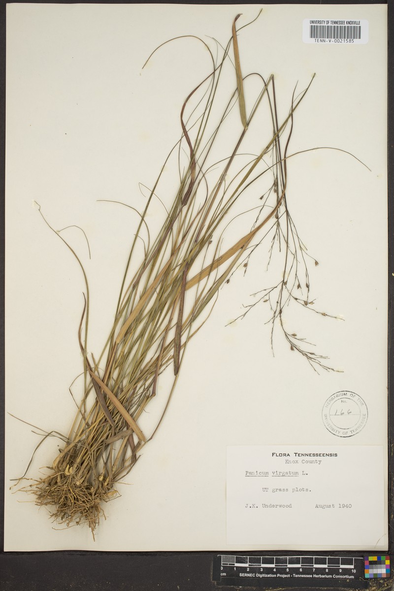 Panicum altum photo 5