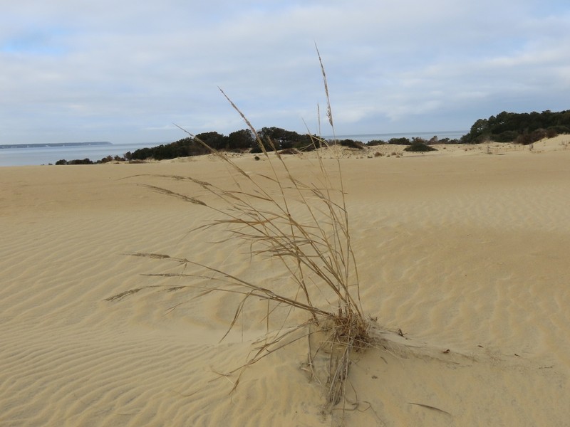 Bitter Panicgrass photo 2