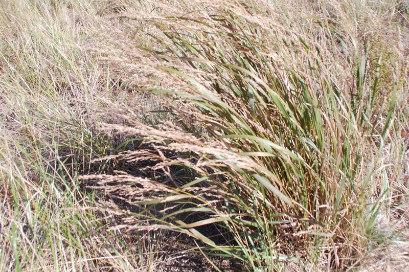 Bitter Panicgrass photo 3