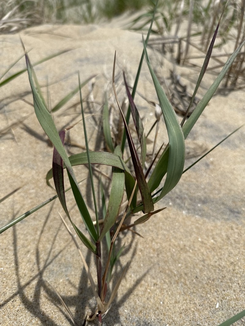 Bitter Panicgrass photo 4