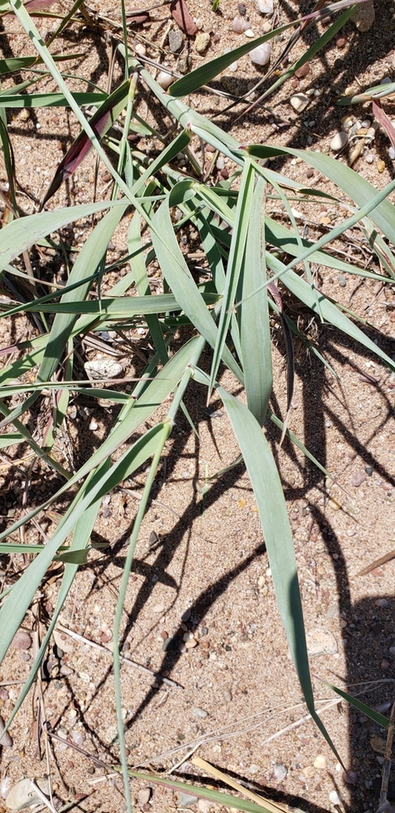 Bitter Panicgrass photo 5