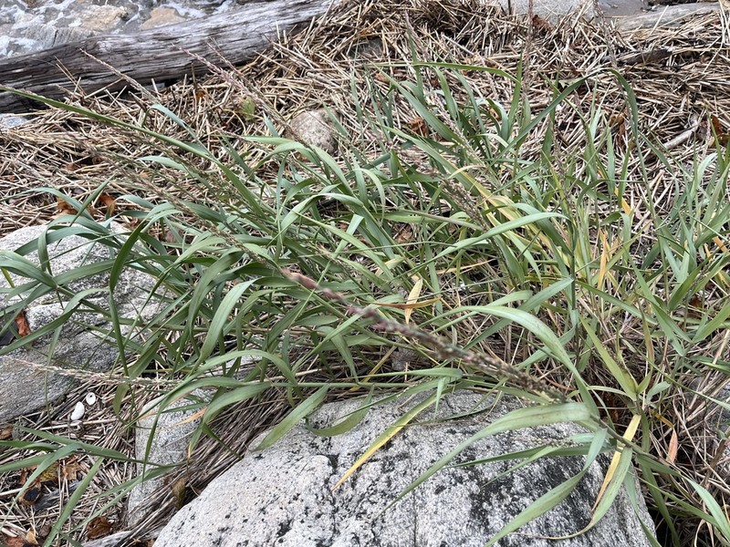 Bitter Panicgrass photo 6