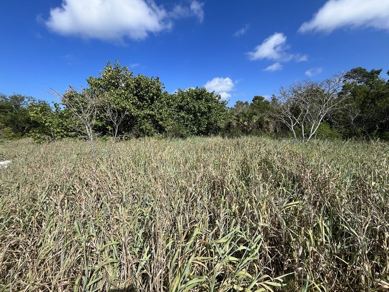 Bitter Panicgrass photo 7