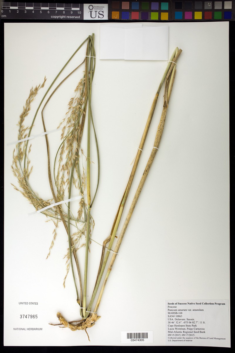 Panicum amarum subsp. amarulum