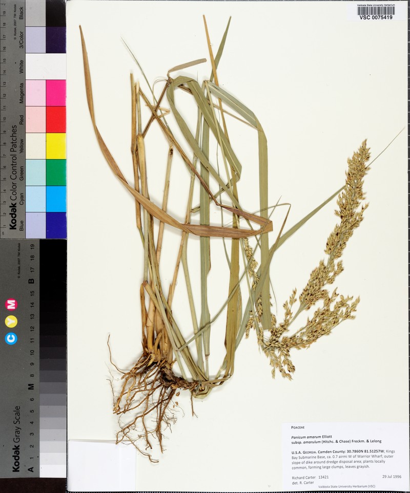 Panicum amarum subsp. amarulum photo 2
