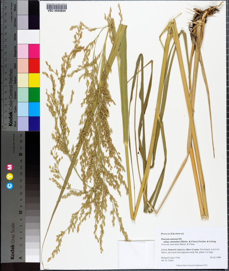 Panicum amarum subsp. amarulum photo 3