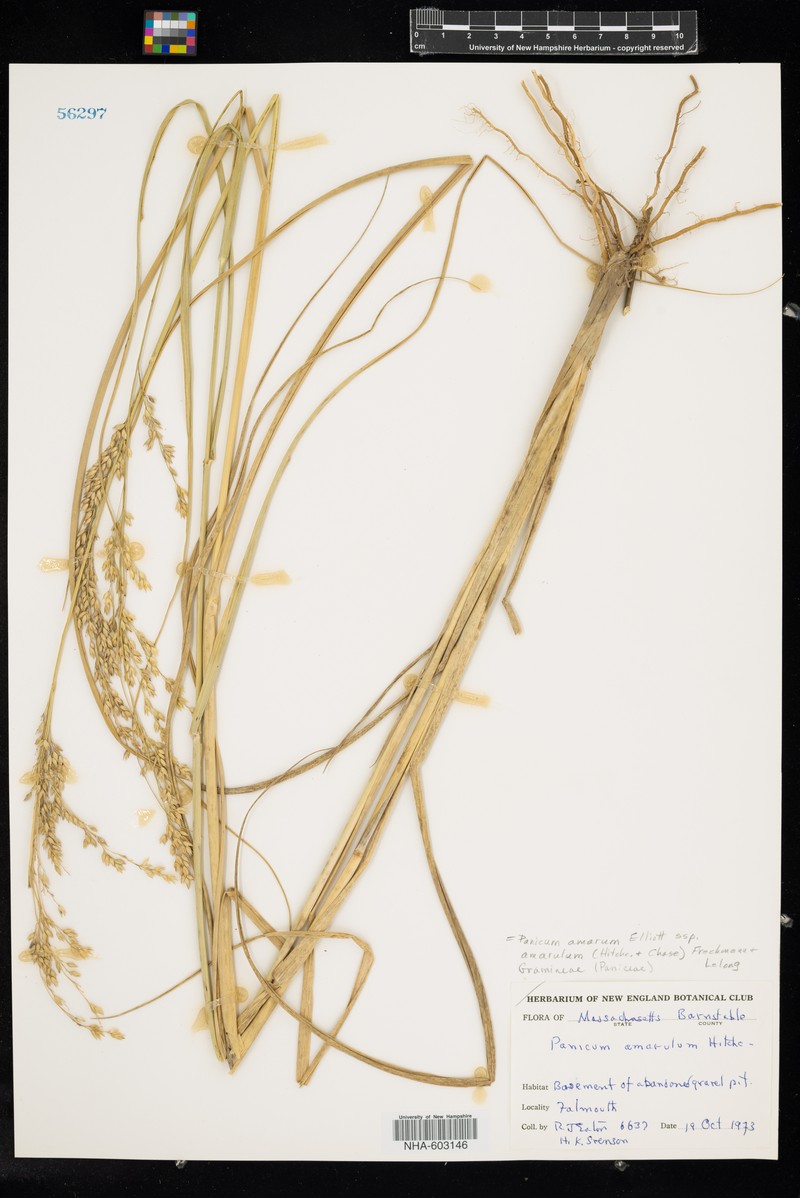 Panicum amarum subsp. amarulum photo 4