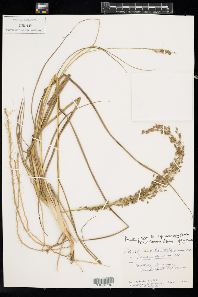 Panicum amarum subsp. amarulum photo 5