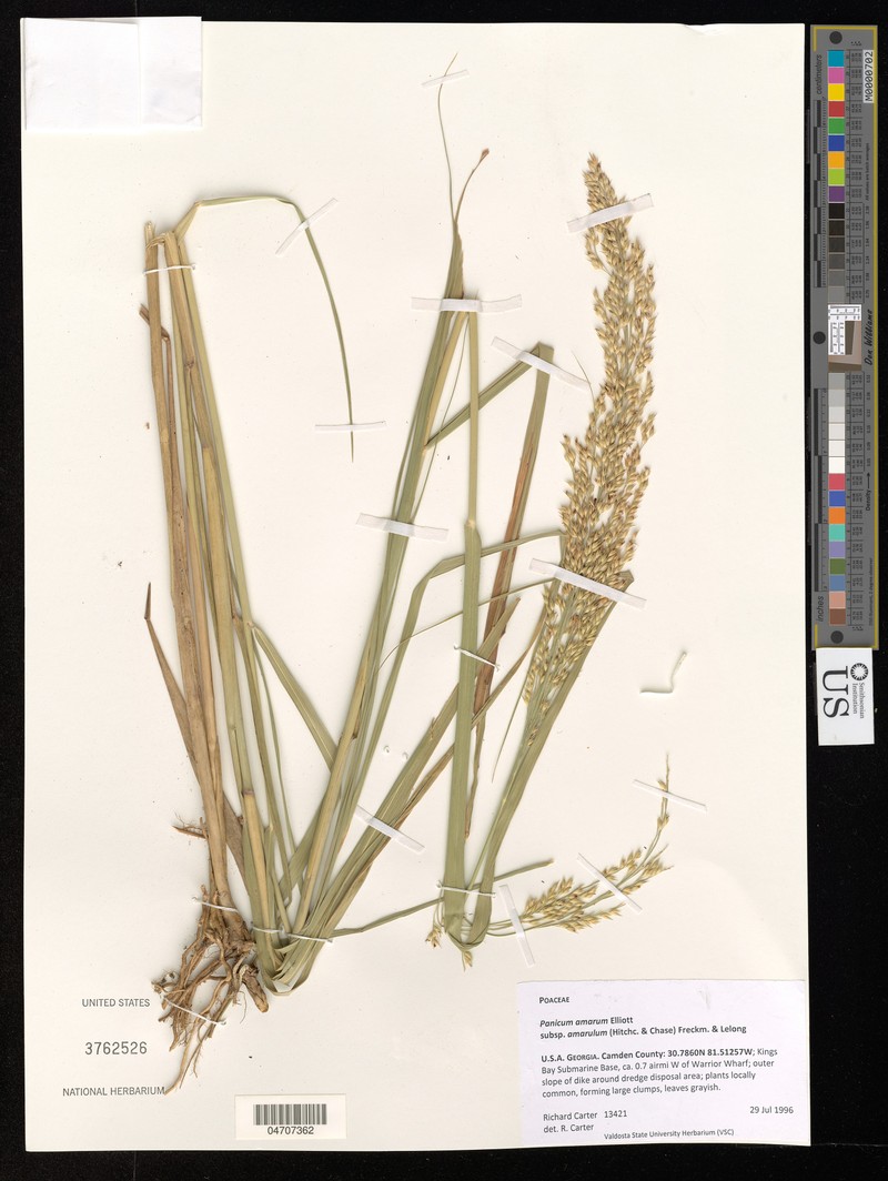 Panicum amarum subsp. amarum