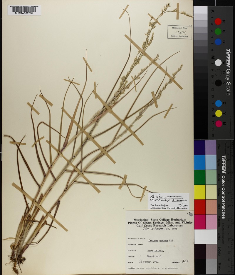 Panicum amarum subsp. amarum photo 2
