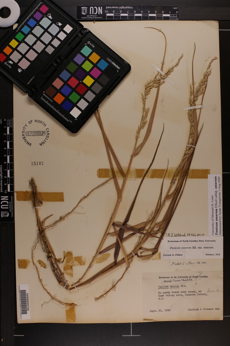 Panicum amarum subsp. amarum photo 3