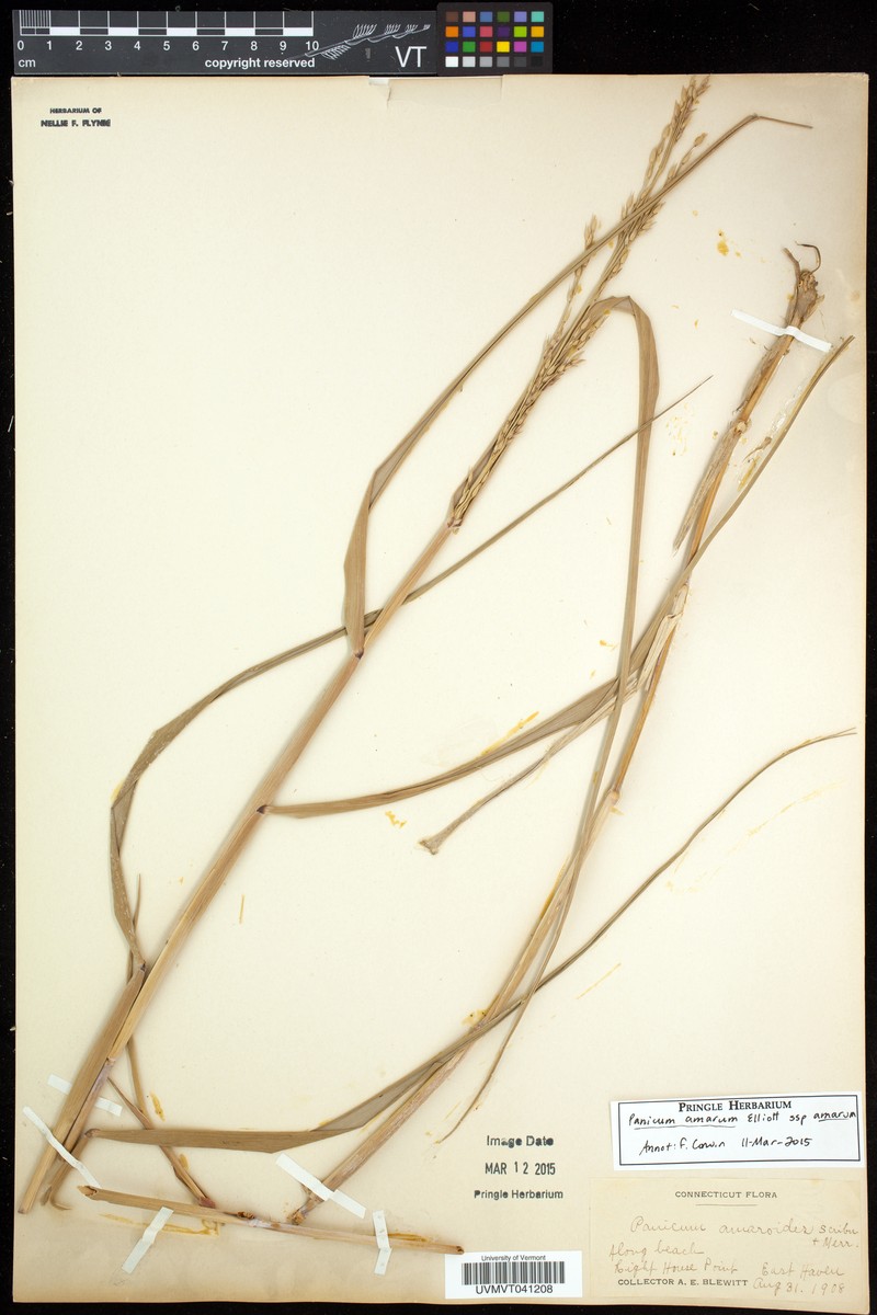 Panicum amarum subsp. amarum photo 4