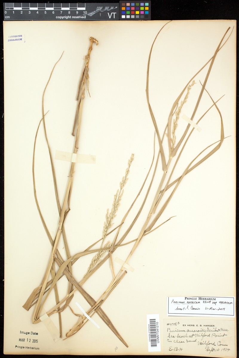 Panicum amarum subsp. amarum photo 5