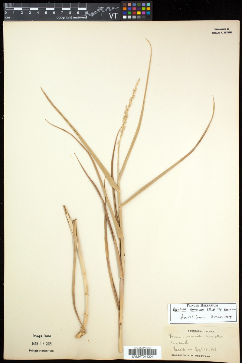 Panicum amarum subsp. amarum photo 6