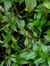 Panicum ambositrense