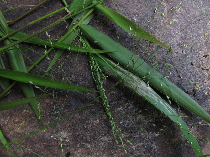 Panicum ambositrense photo 4