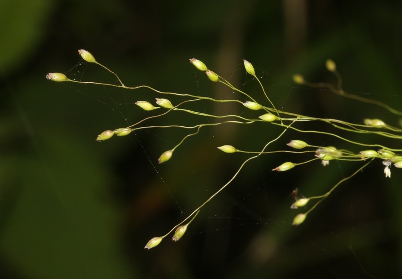Panicum ambositrense photo 5