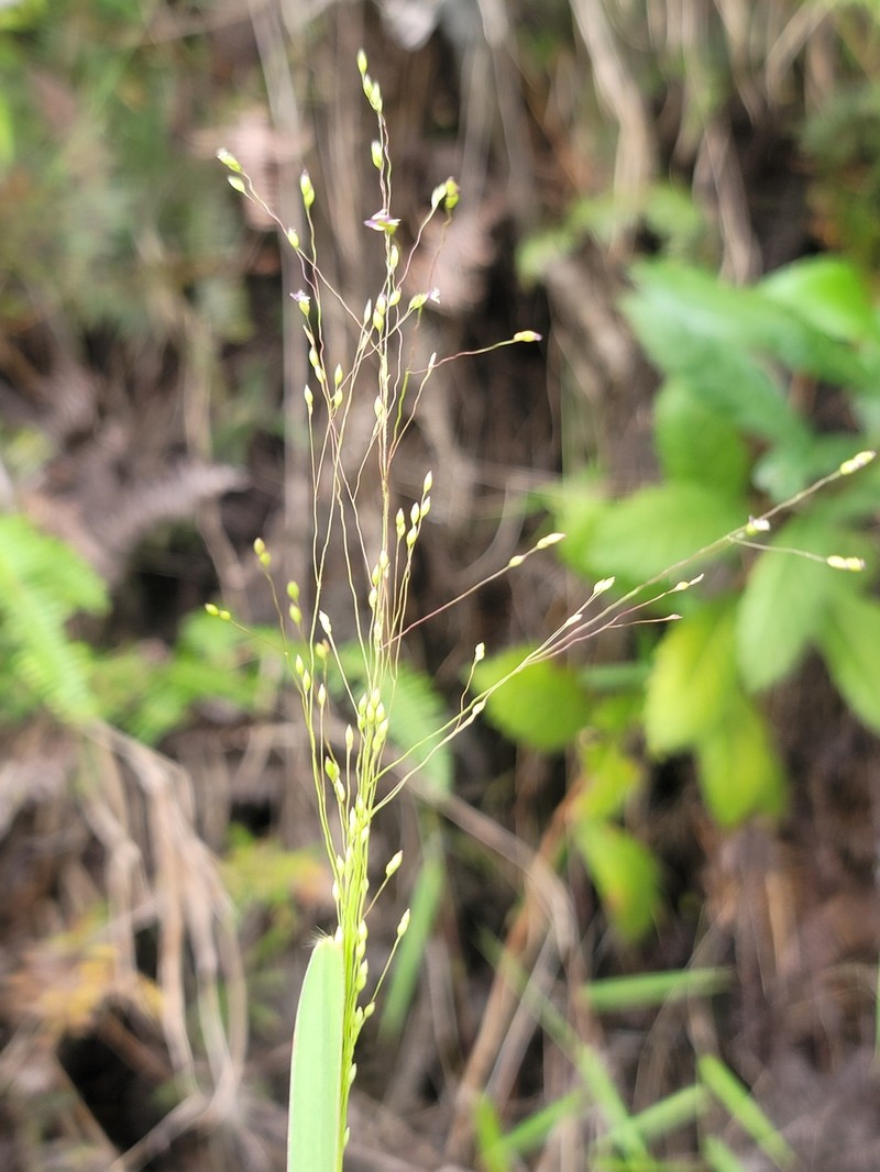 Panicum ambositrense photo 7
