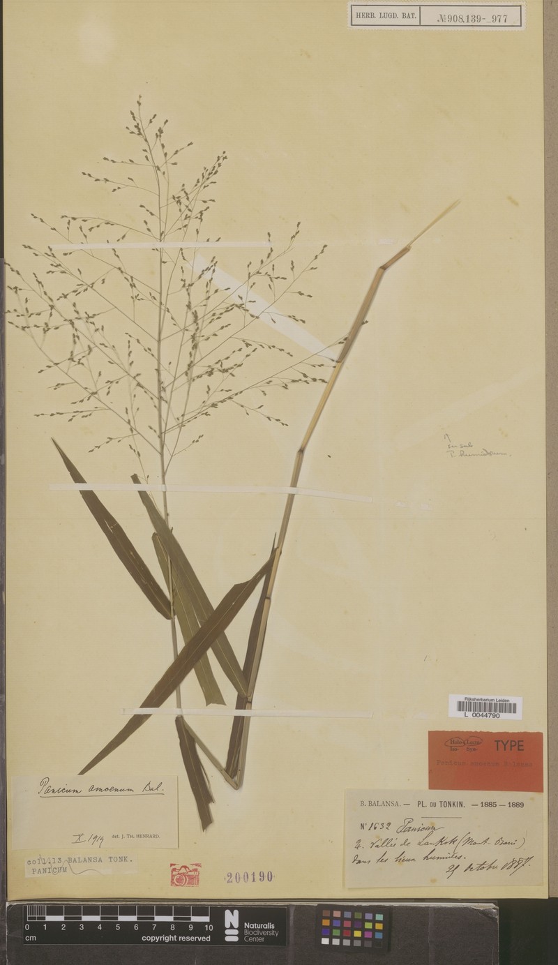 Panicum amoenum